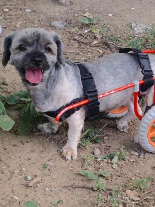 wheelchair for dog