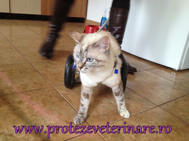 proteza veterinara pentru pisica